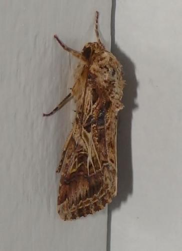 Spodoptera cosmioides